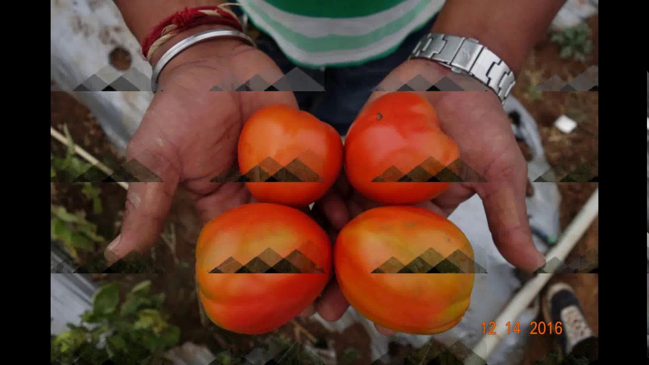 Indian Hybrid Tomato Seed Production