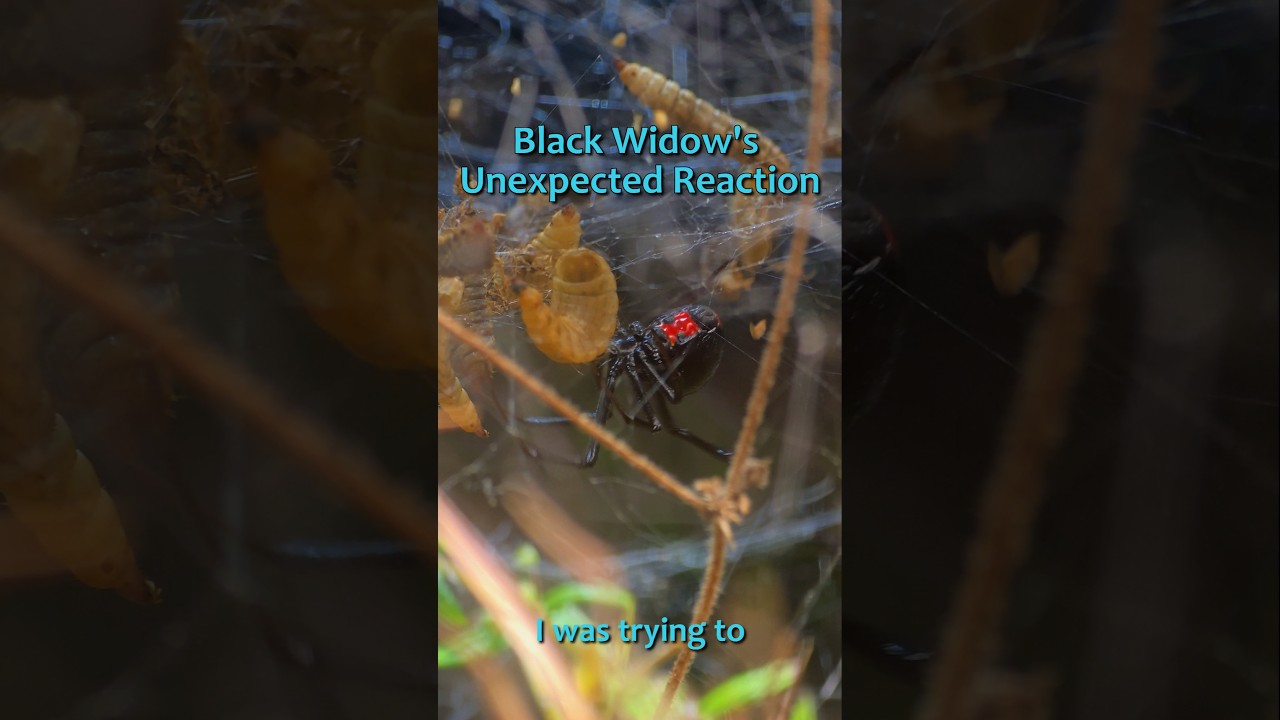 Solider fly larvae got caught in her web but the Black Widow didn't eat them