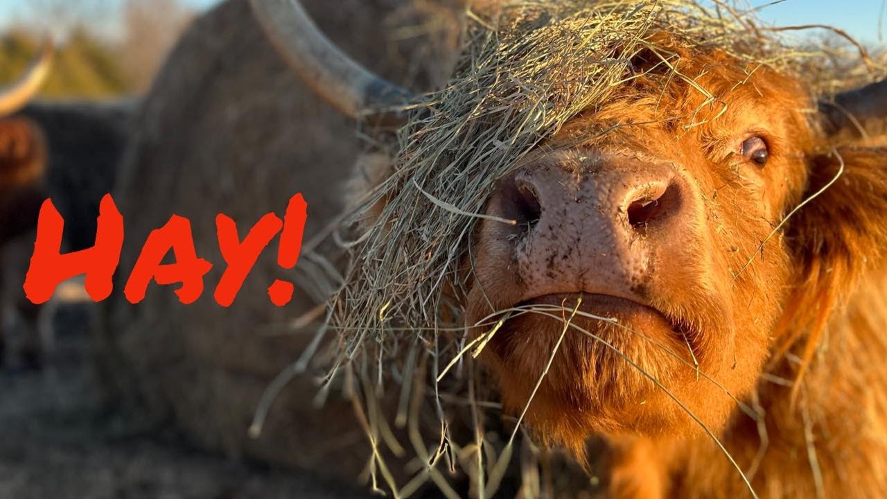 How much hay do the highland cows need?