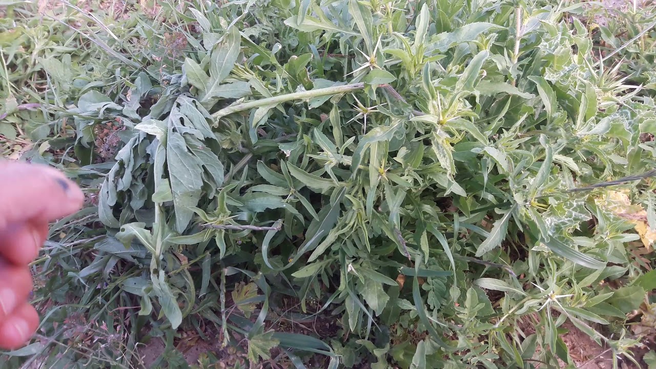 عشبة المرار
