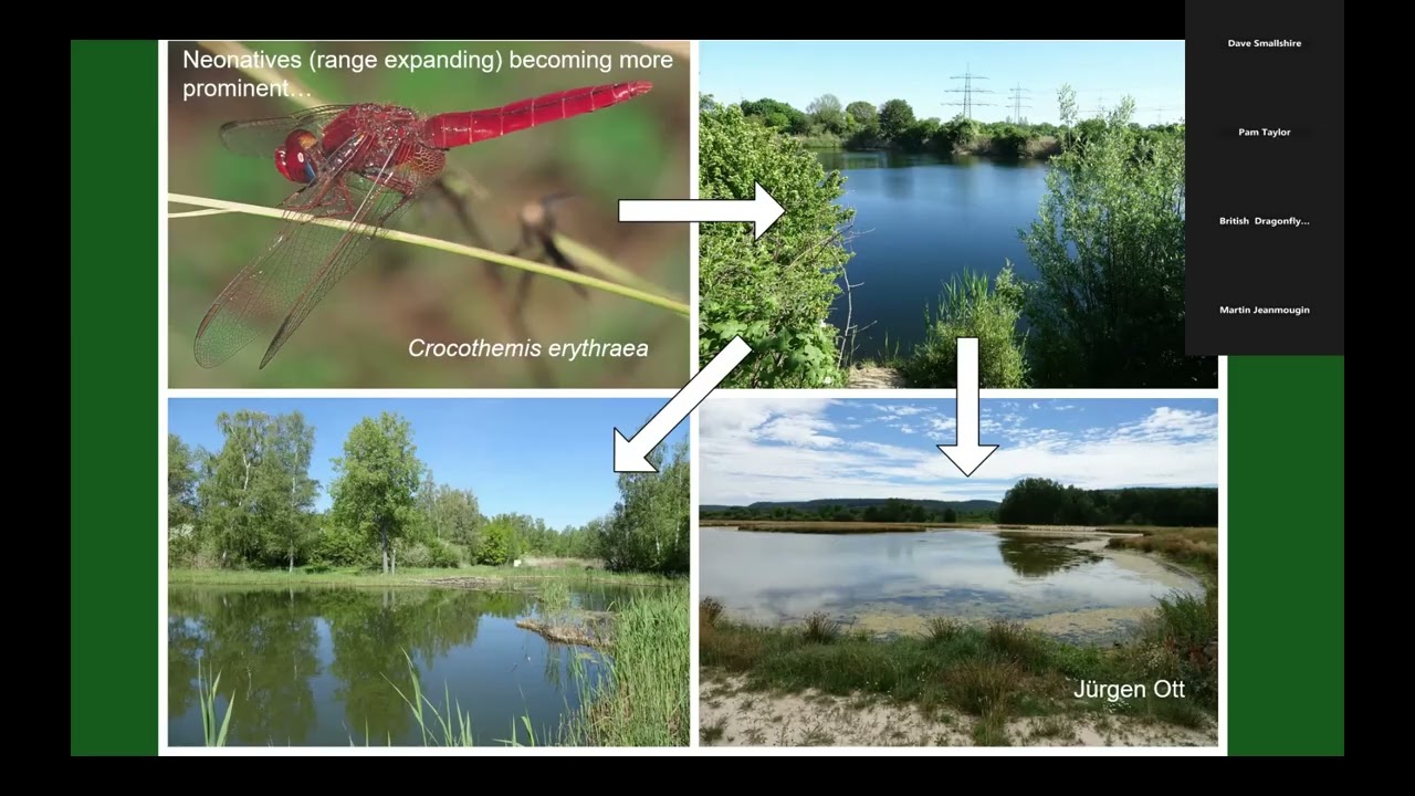 Conservation of Dragonflies: Sentinels for Freshwater Conservation. Dr Michael J Samways.