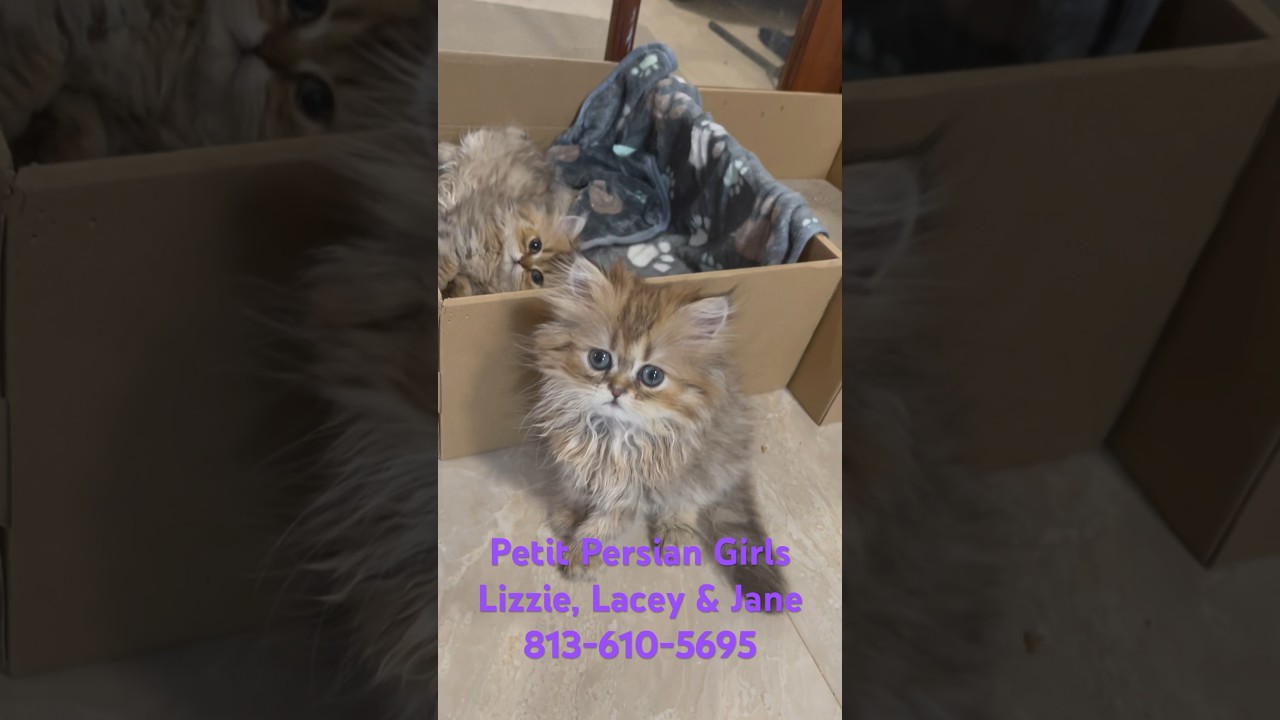 Meet our Teacup Persian Kittens, Lacey, Lizzie and Jane #persiankittensforsale