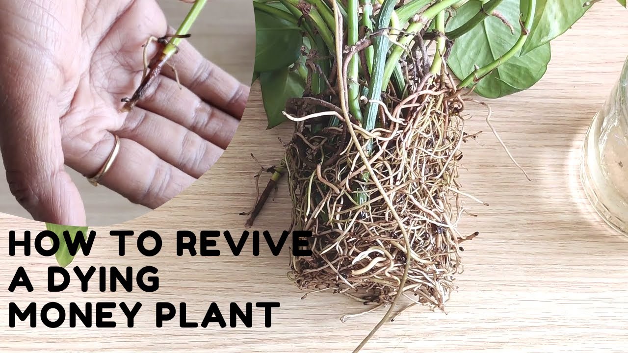How to Revive a Dying Water Growing Money Plant?| Money Plant Care in Water| e URBAN ORGANIC GARDEN