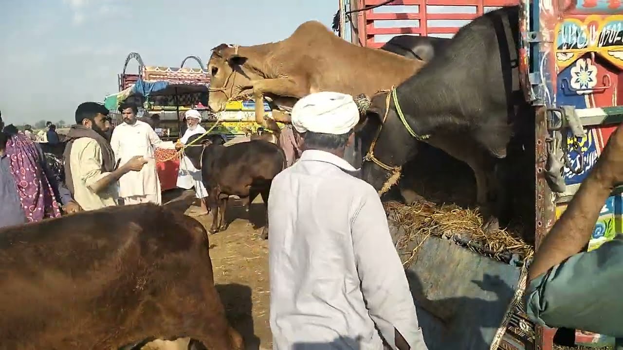 khobsirat johtian cattle market #buffallo#lahoremandi