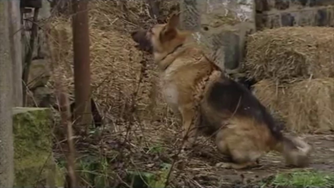 Aaron Livesy 26th March - 1st April 2009