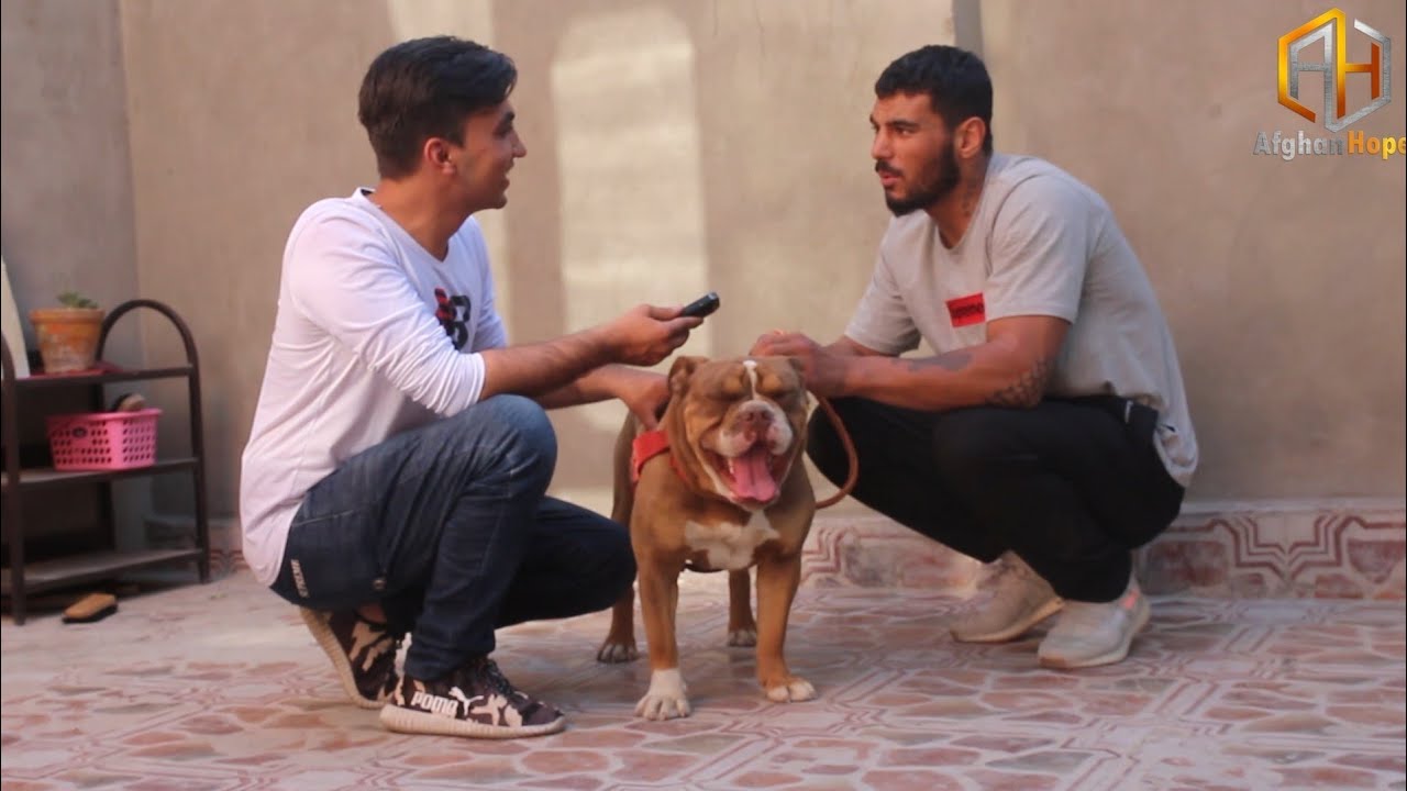 واحد نژند و مبارز چرا باهم مبارزه نکردند؟