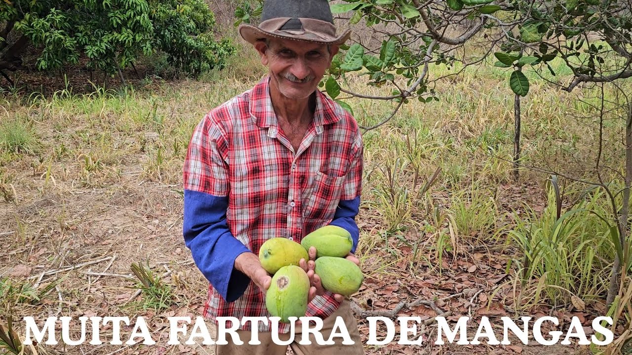 MANGA À VONTADE: O PARAÍSO É AQUI NO SÍTIO DO CHICO VICTOR - ARVOREDO CATUNDA CEARÁ