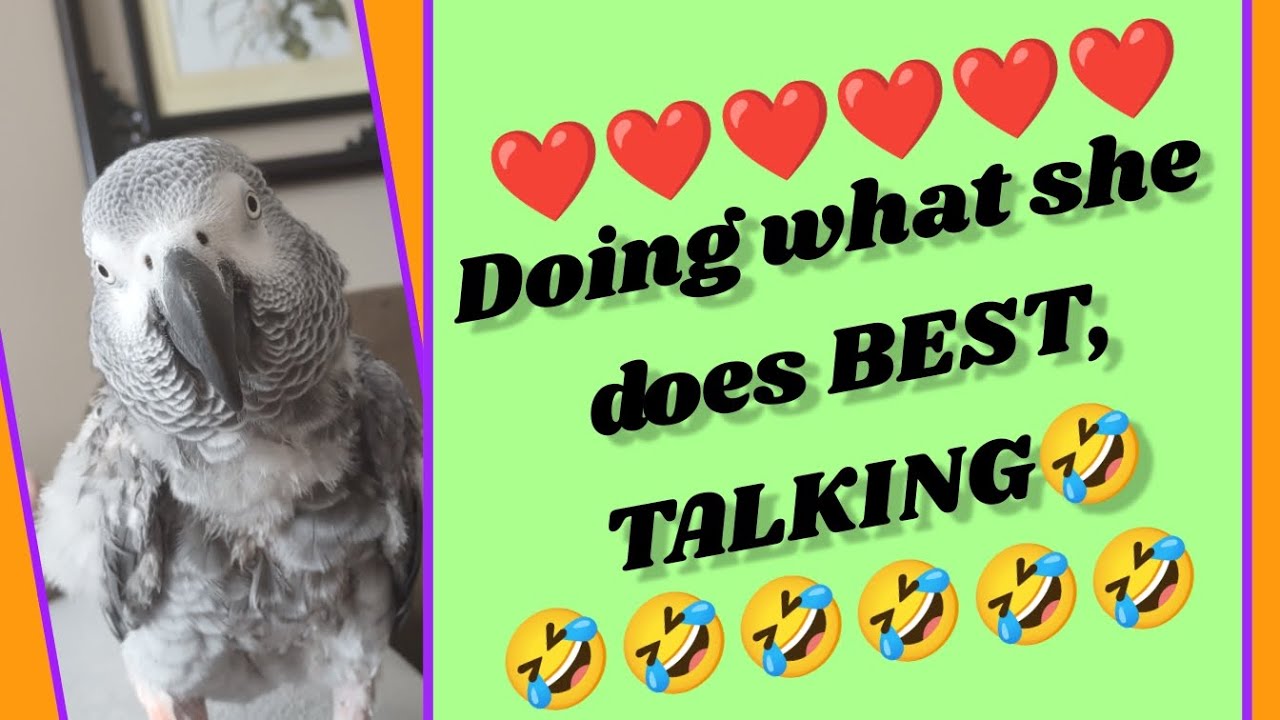 #animals #birds #parrots #pets #fun #lol #funny #love  #greyparrots #youtube #fyp #youtubeshorts