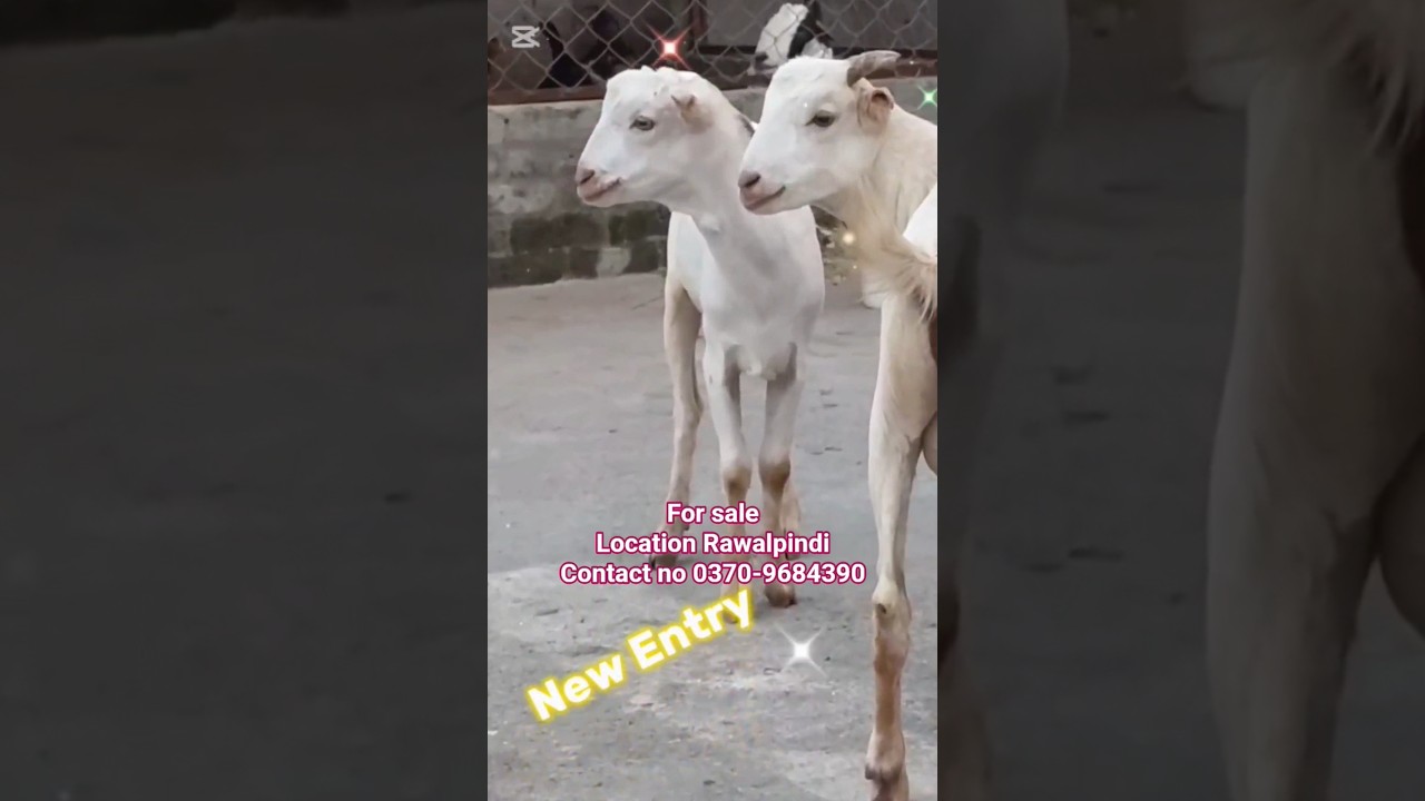 Tedda for sale #tedda #bakra #bakramandi #bakraforsale