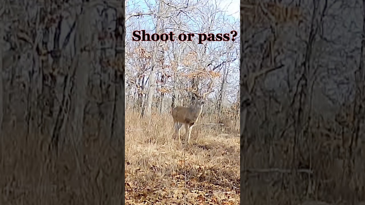 Shoot or Pass? Oklahoma public land buck.  