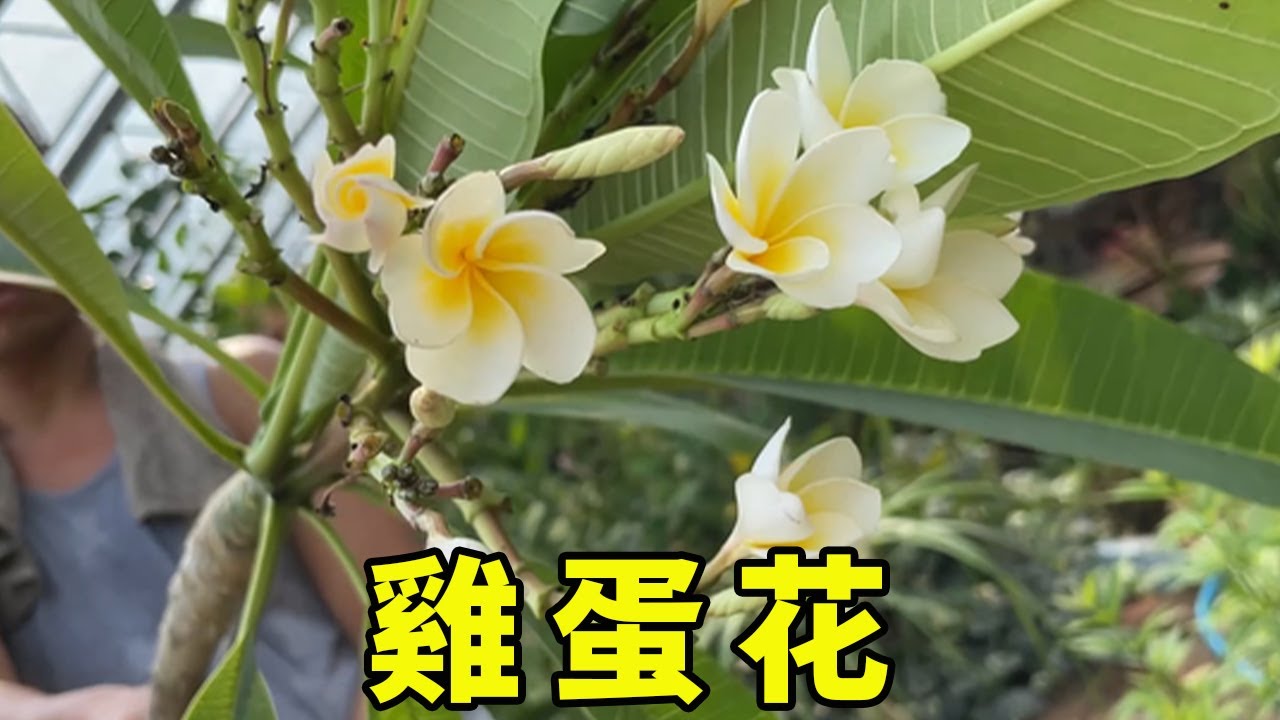 家裡養盆“雞蛋花”，只要記住“3要點”，花開不停，香氣飄滿屋【養花匠小齊】