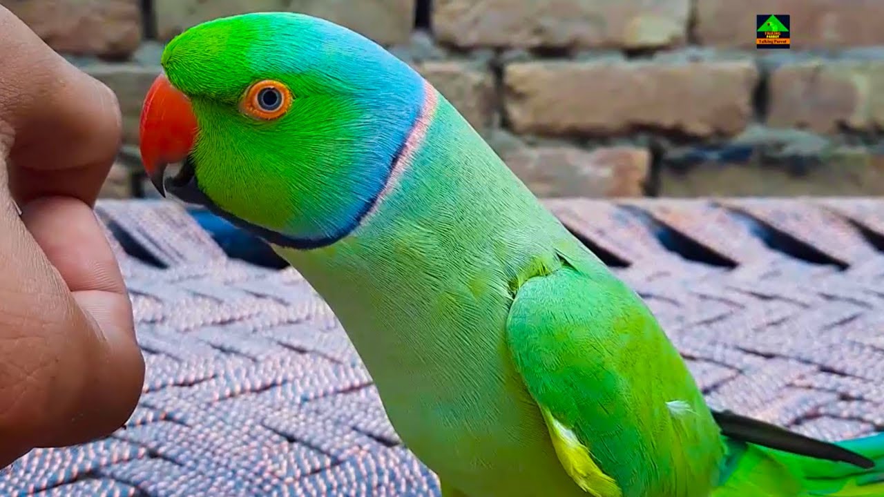So Much Talkative Green Ringneck Talking Parrot