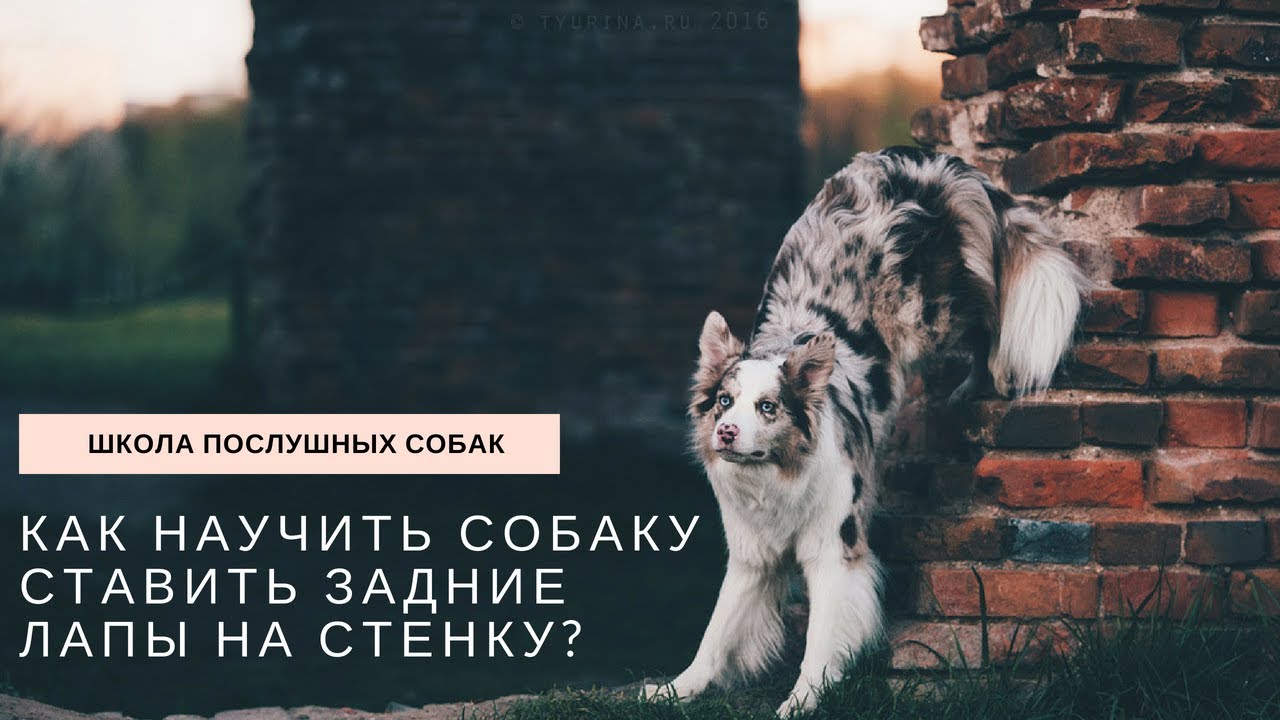Как научить собаку ставить задние лапы на стенку?