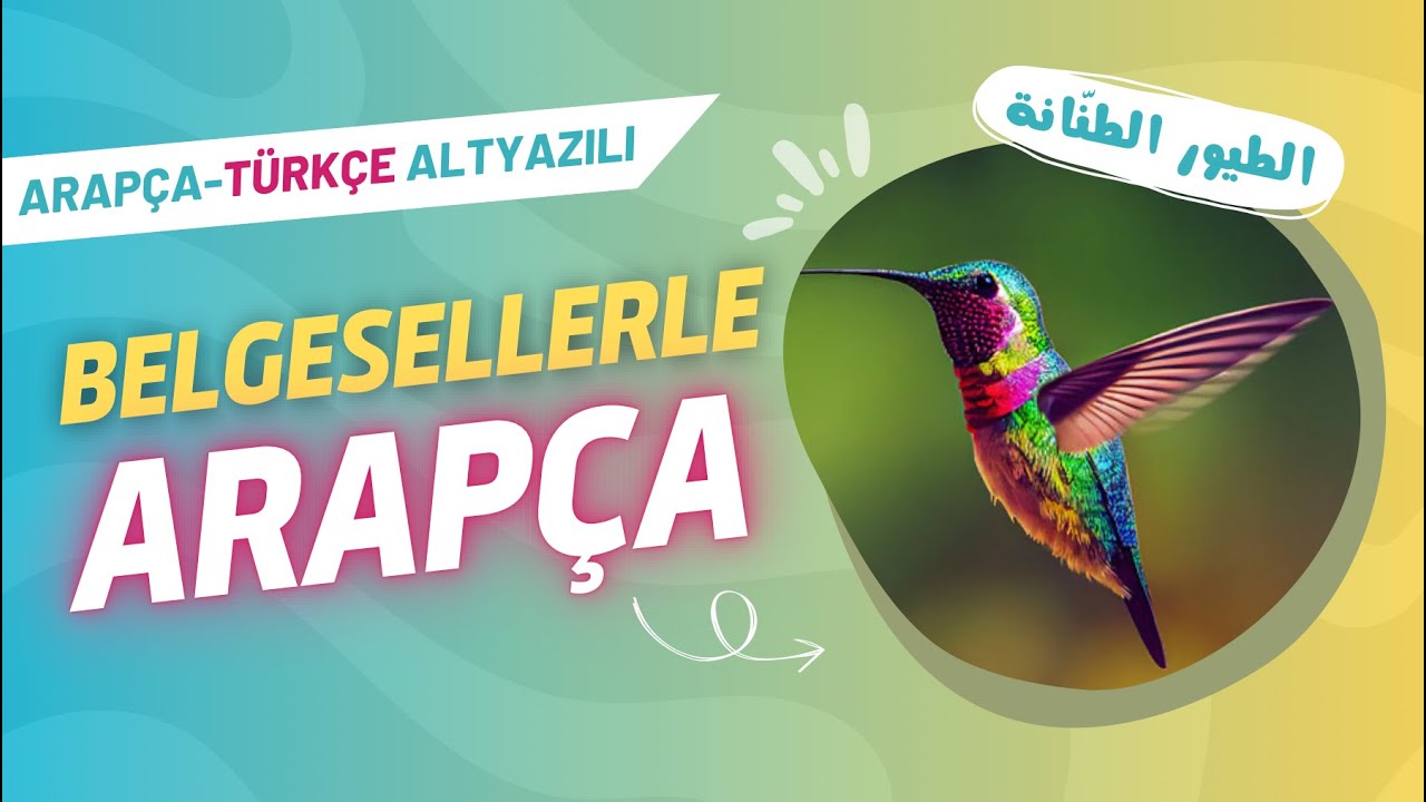 Belgesel İzleyerek Arapça Öğren - Sinek Kuşları (Arapça-Türkçe Altyazı) | Bagaj Yöntemiyle Cümle Kur