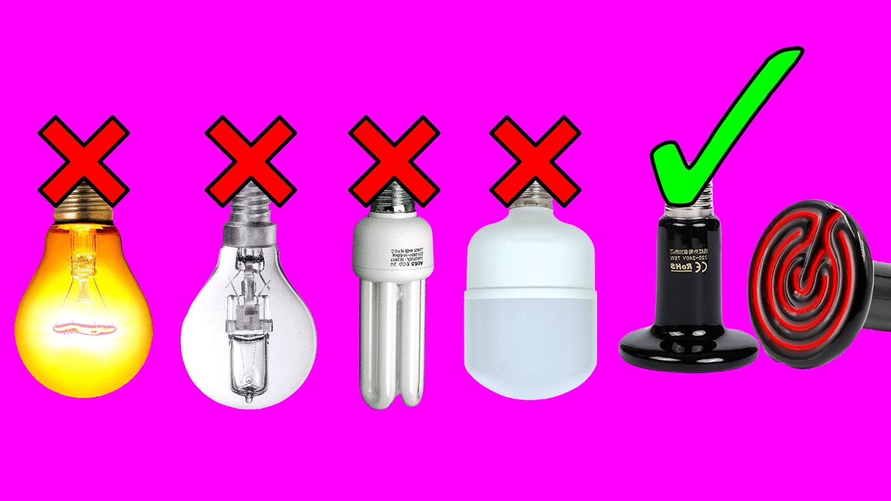 QUAL A MELHOR LÂMPADA PARA CHOCADEIRA