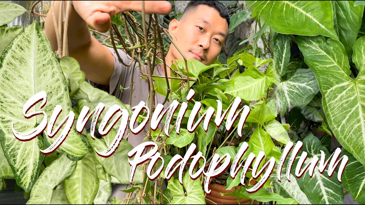 Syngonium podophyllym care and propagation (with updates)
