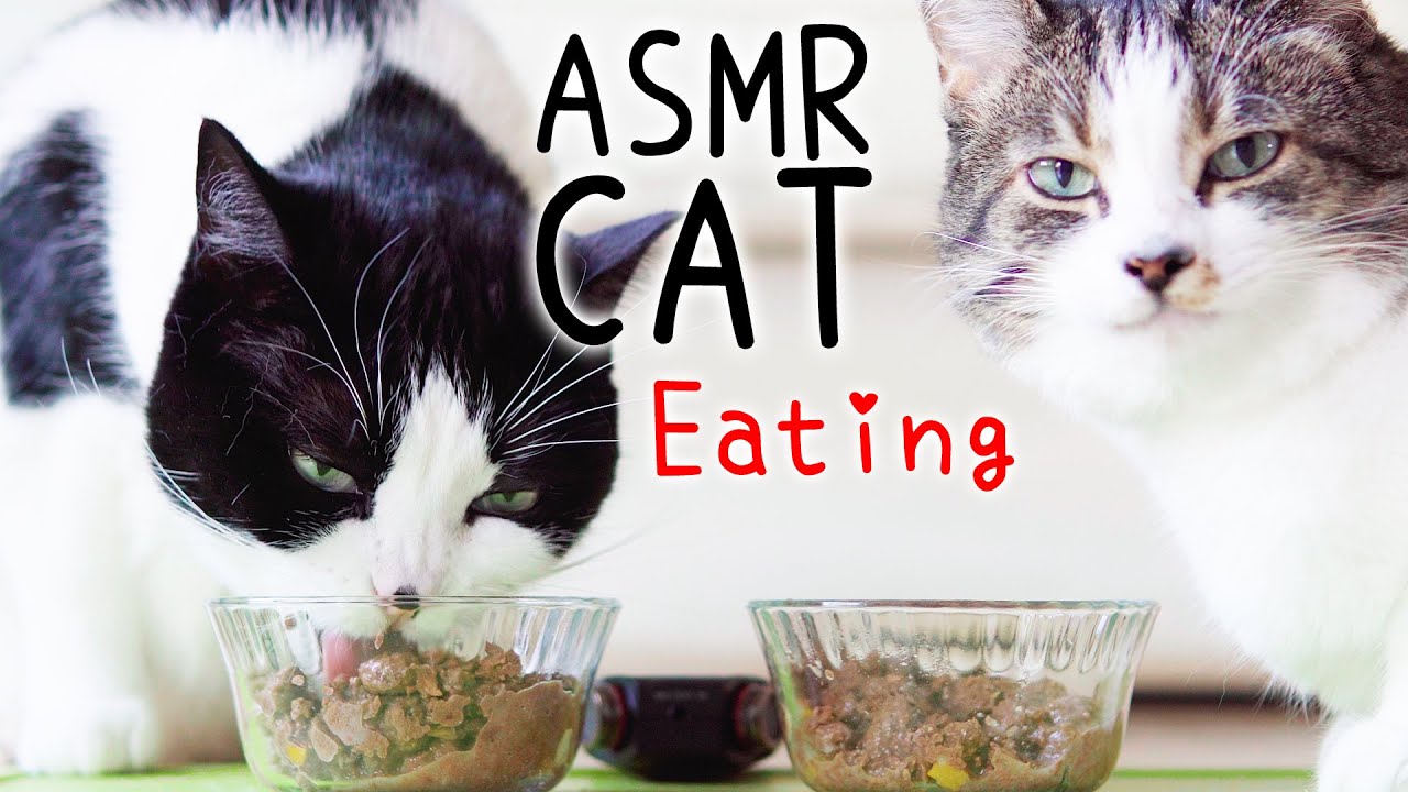 🎧 ASMR Cats Eating #91