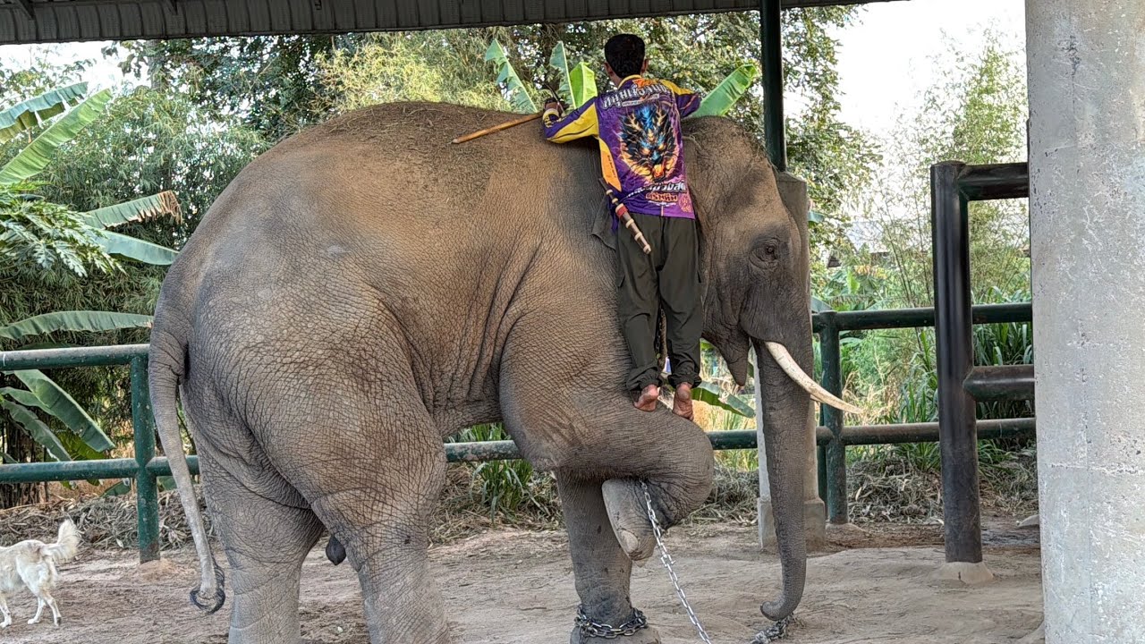 Ep1 บัวชื่นโนเดิน ออกกำลังกาย