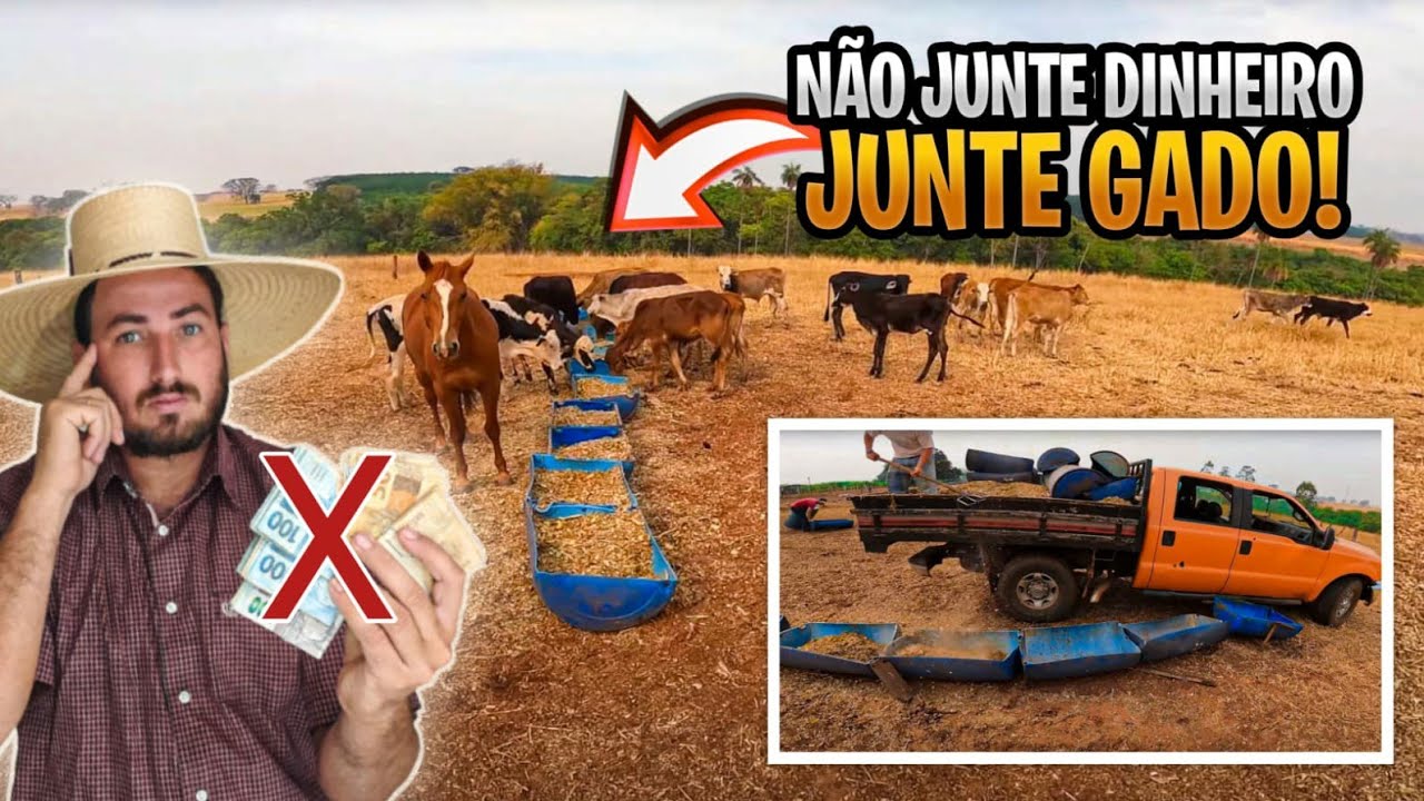 PRODUTOR INVESTE TODO SEU DINHEIRO EM 60 BEZERROS NA SECA!