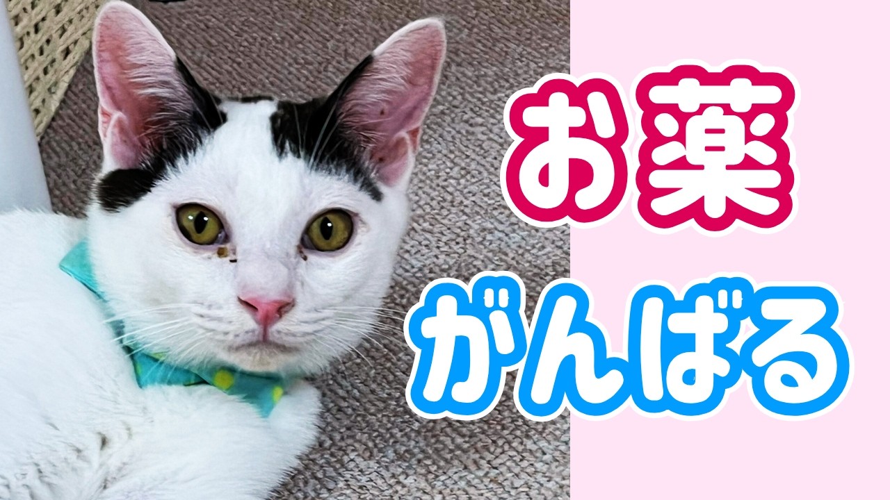【保護猫】トライアル中に異変…鼻が詰まって『ご飯に気付かない』子猫。回復するまで 🐈牛柄猫みるく