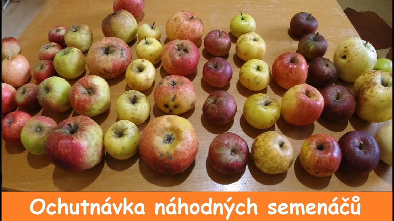 Jabloně ze semínka, kyselé pláňky nebo solidní odrůdy ?