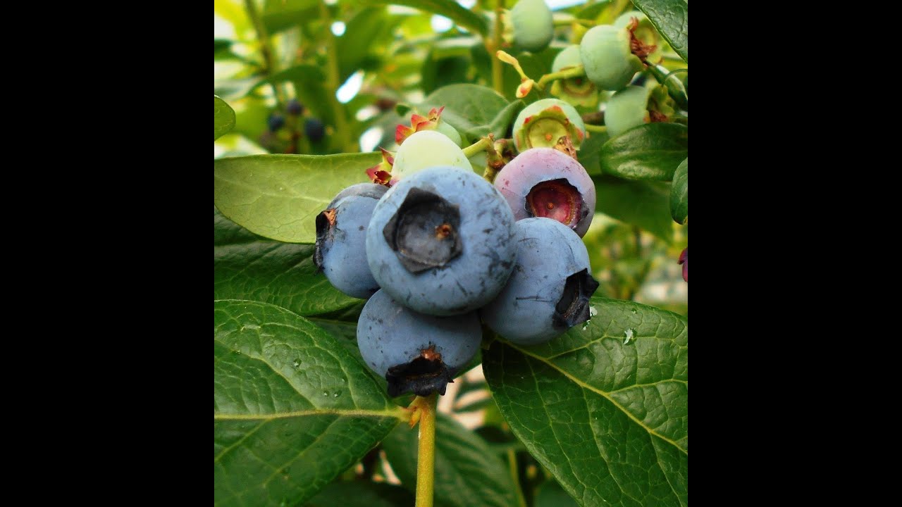 Homestead Happenings Part 2: Deck Garden Overview