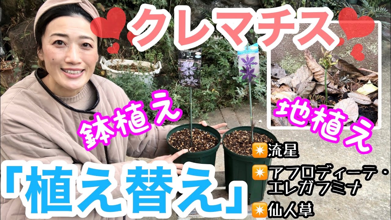 【クレマチス】植え替え（鉢植え・地植え）/ 花満開のための重要ポイント / 苗を購入したら必ずやっておこう！！ / バラと合わせて壁いっぱいの花を楽しもう❤️  /流星ほか【ガーデニング】