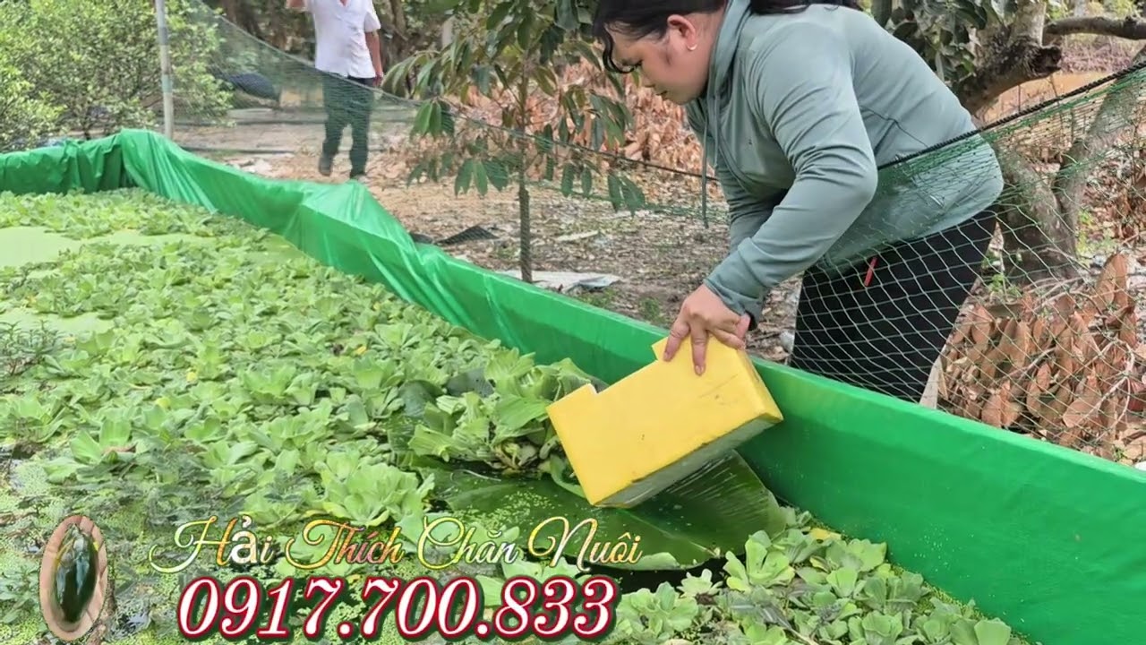 Mô Hình Nuôi Ốc Bươu Đen Bằng Nước Giếng Ở Dương Minh Châu Tây Ninh