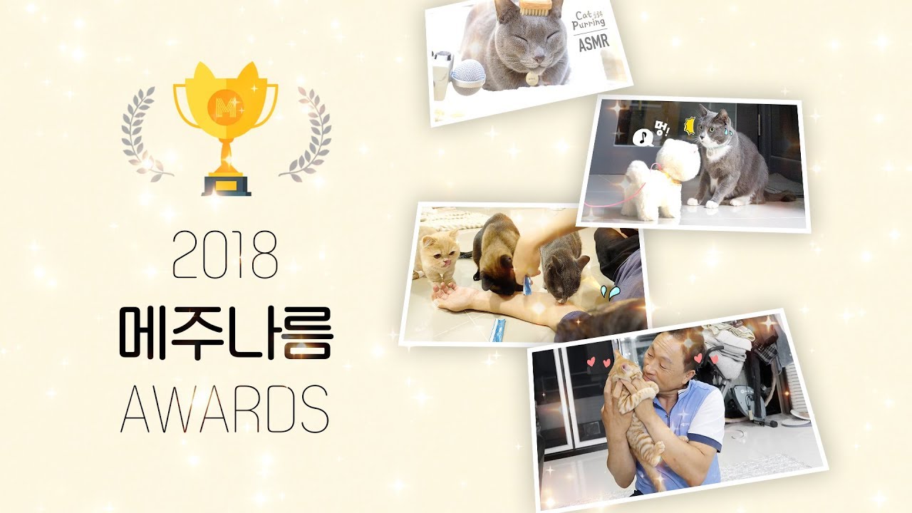 2018 김메주와 고양이들 총결산🏆 메주나름 어워즈!