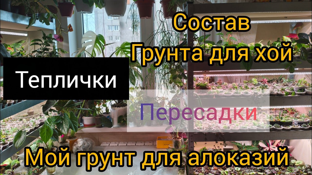Пересадки. Из мха в грунт. Алоказия Блек Вельвет, хоечки🍀🍀🍀#комнатныерастения #plants #garden #цветы