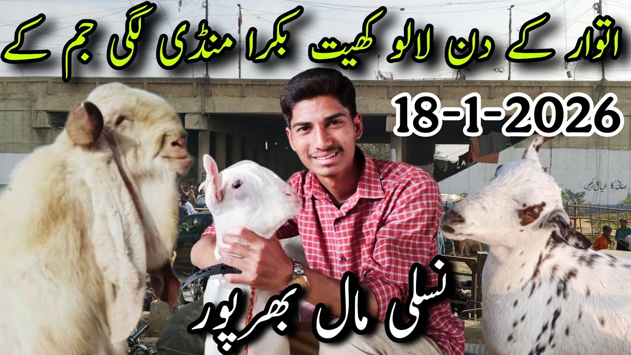 Lalukhet Bakra Mandi Latest Updates| 18-1-2026 | Bakra Mandi Rates Updates | Bakra Rates