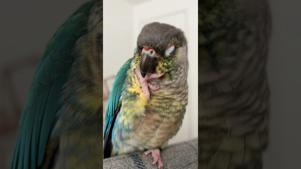 Cuddly Green Cheek Conure Parrot #parrots #greencheekconure #conure #greencheekedconure
