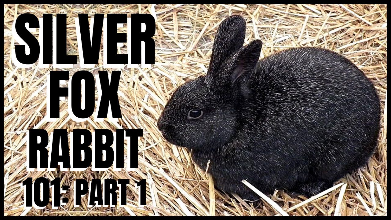 Silver Fox Rabbit 101  Part 1