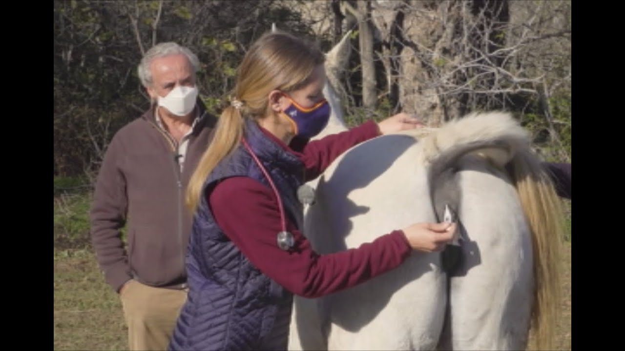 Caballos y salud: claves para reconocer las constantes vitales del caballo | Todo Caballo