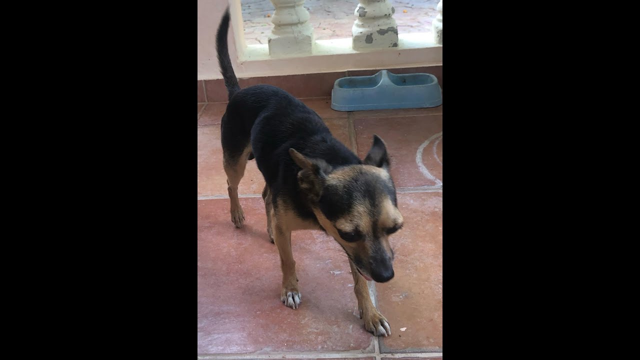 Día triste, hoy le dimos el ultimo adios a nuestro querido Chelito. RIP 😭 
