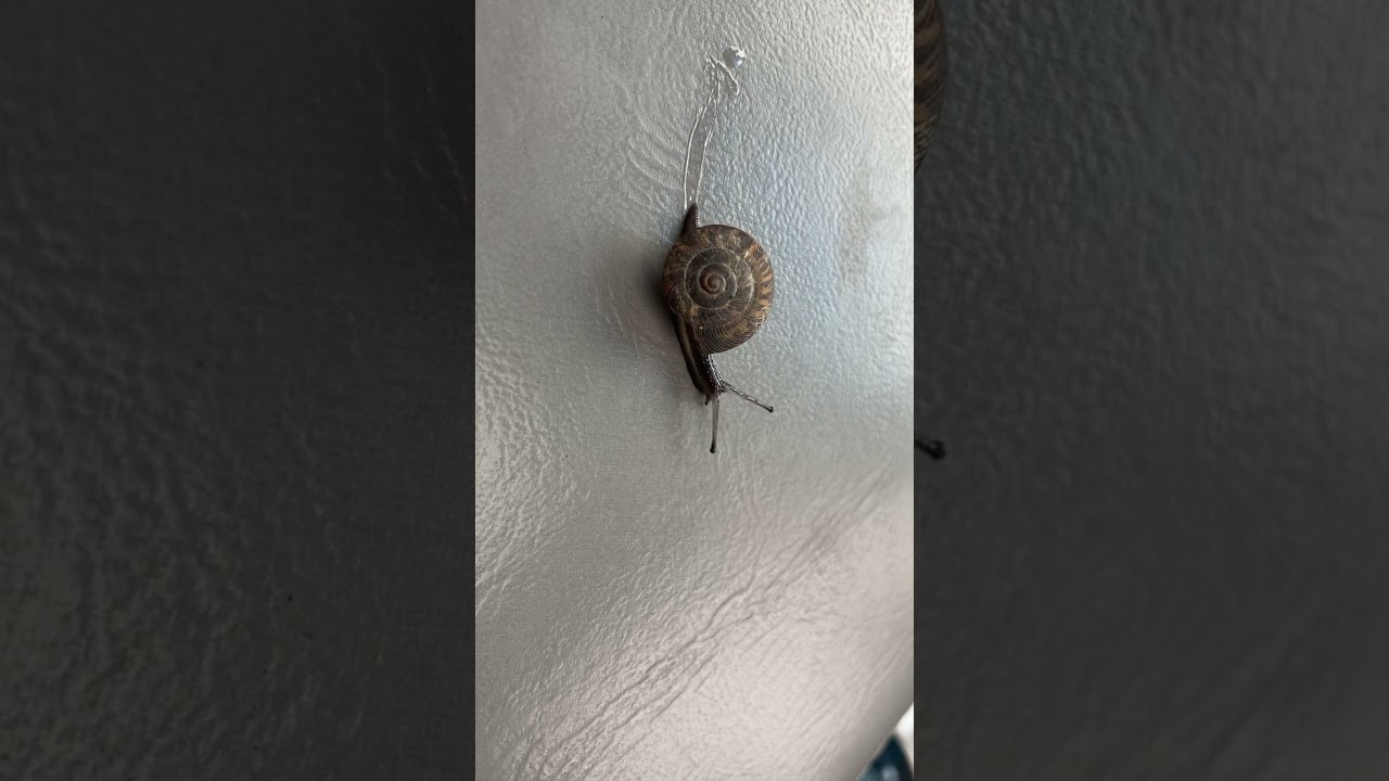 Worlds Fastest Snail leaves Slime Trail