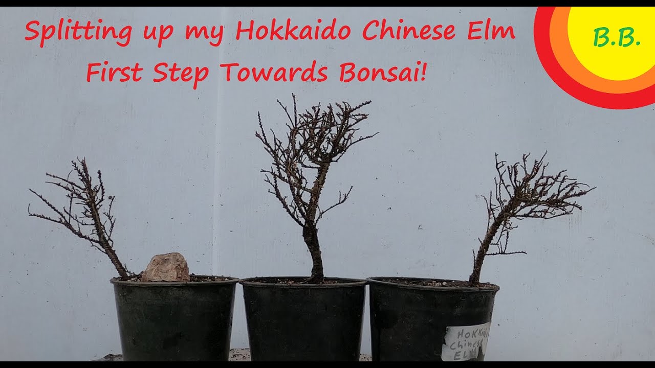 Hokkaido Chinese Elm Split up & Repot 