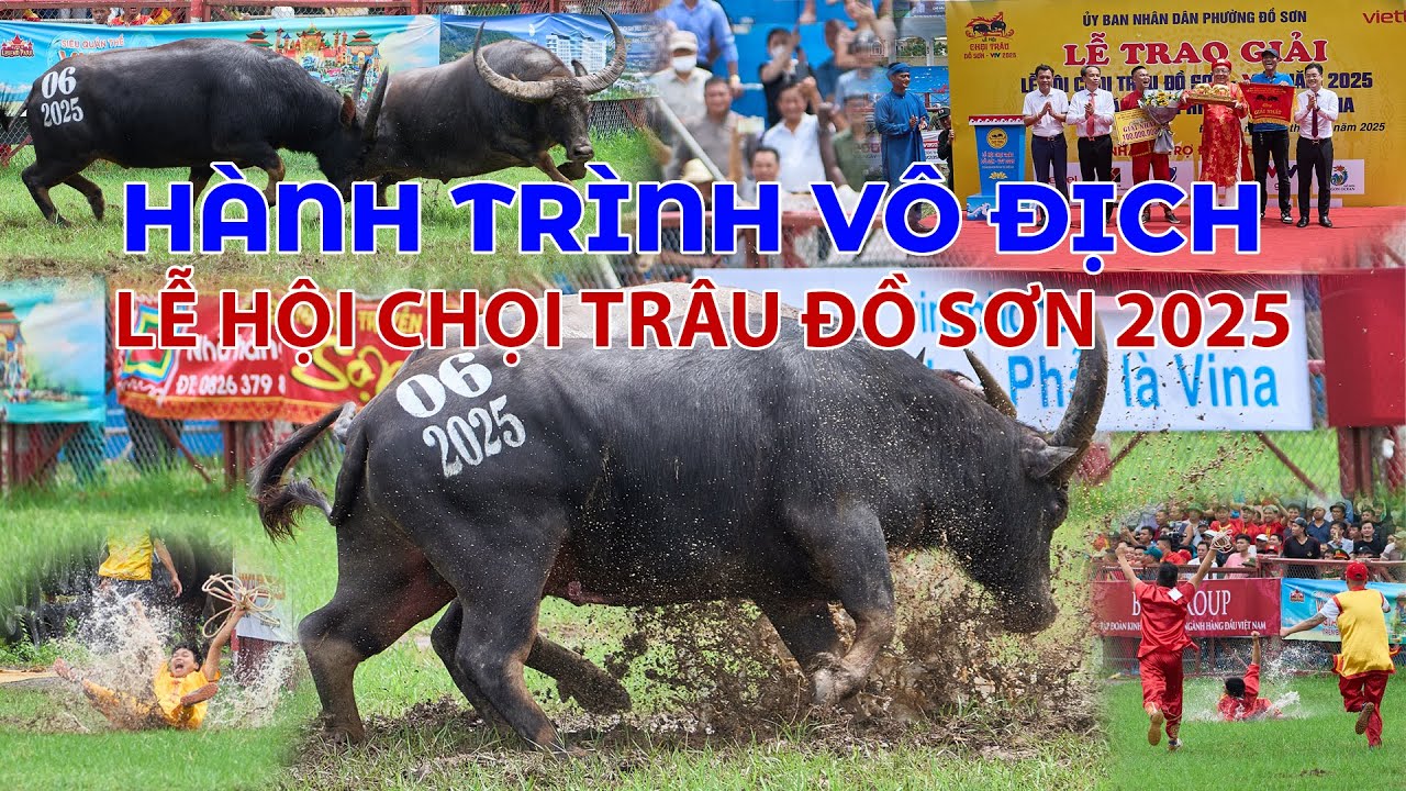 Hành trình vô địch ông Trâu 06 - lễ hội chọi Trâu Đồ Sơn 2025