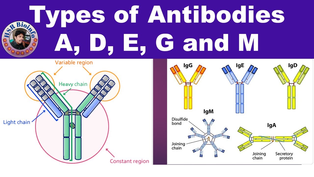 Types of Antibodies- A, D, E G and M | Immunology  | HSR Bioinfo