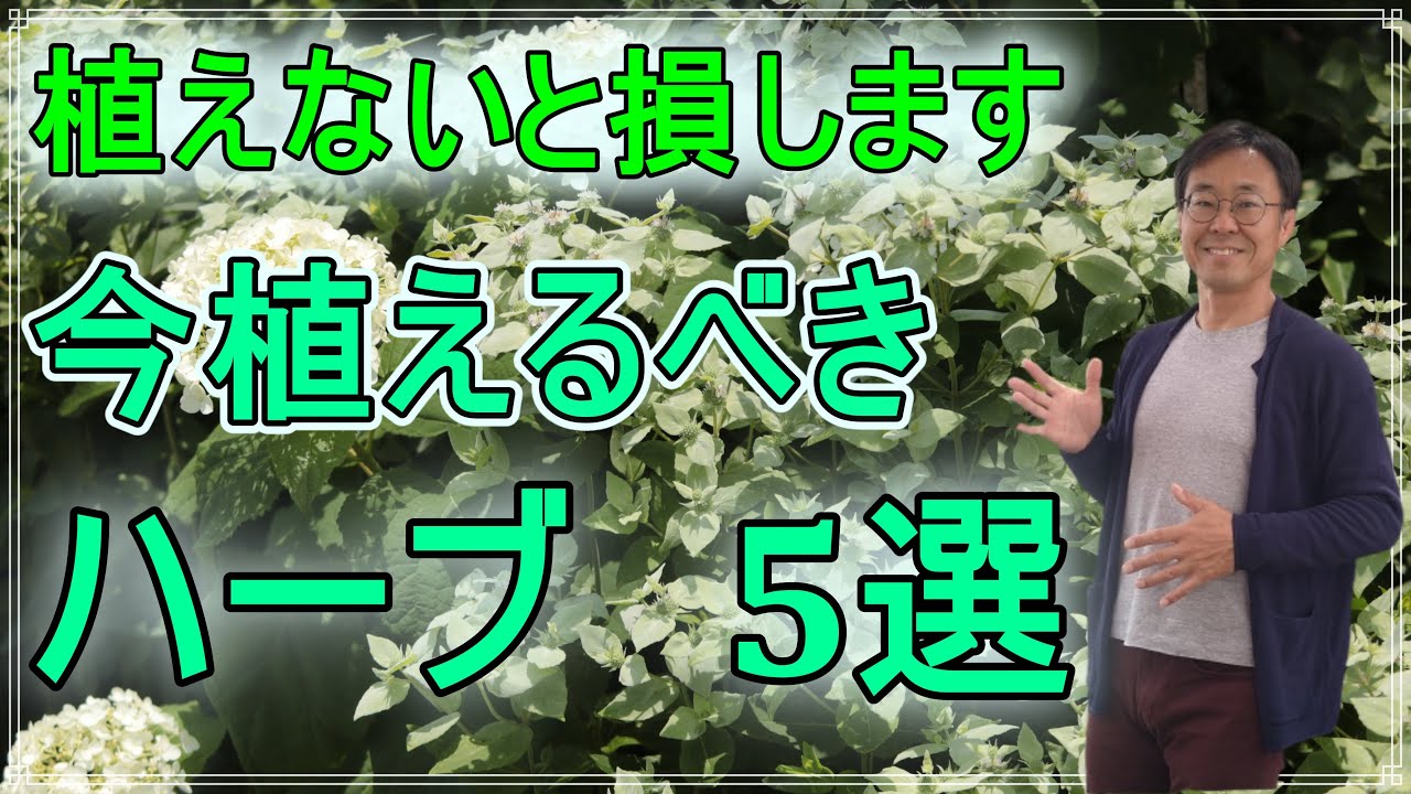 [ガーデニング]おすすめハーブ5選「ハーブコーディネータでもあるプロガーデナーが植えて良かったと思ったオススメのハーブたち」