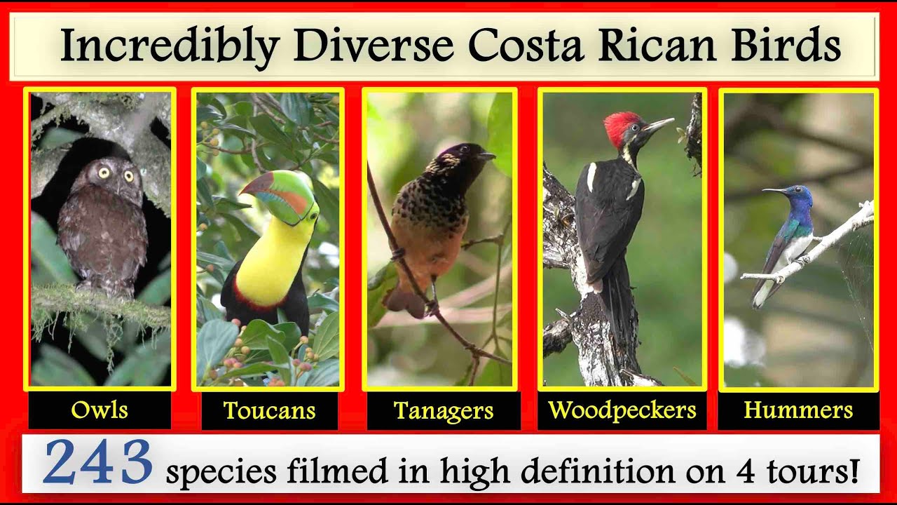 243 Costa Rica birds filmed in High Definition!