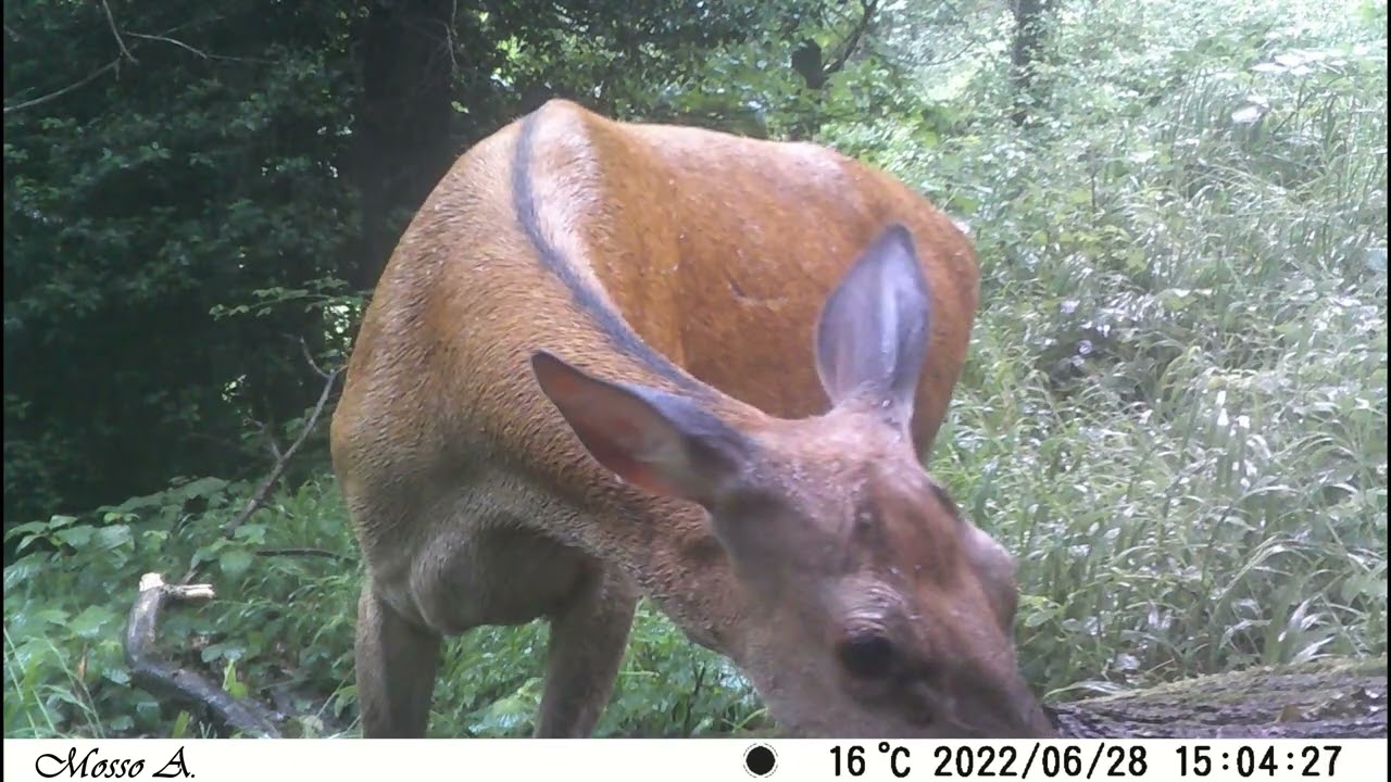 Finalmente la primavera #fototrappola #fototrappolaggio #trailcam