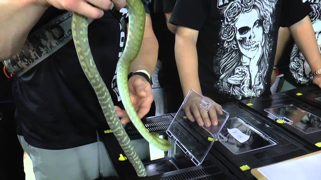 An Insider Look -We go to an International Reptile Show w/ Dan Mulleary