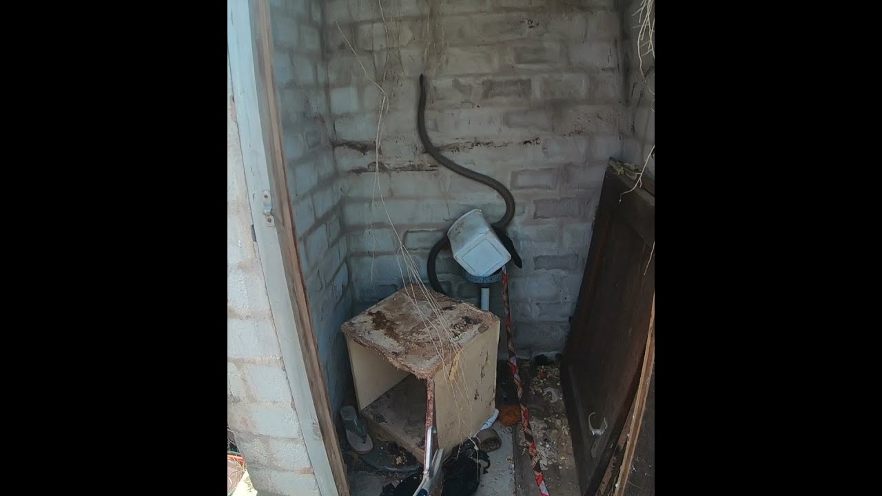 BLACK MAMBAS' LOO LOVE NEST!