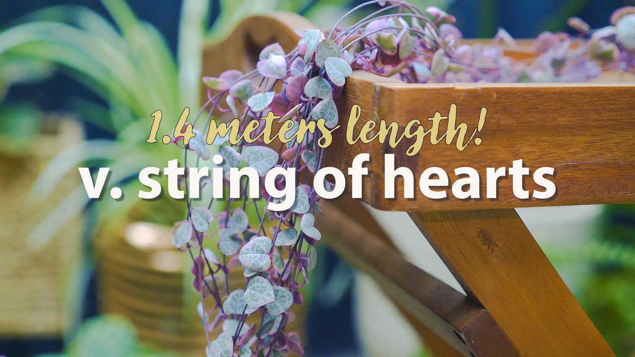 How to grow Variegated String of Hearts with extra-long vines | Ceropegia woodii variegata