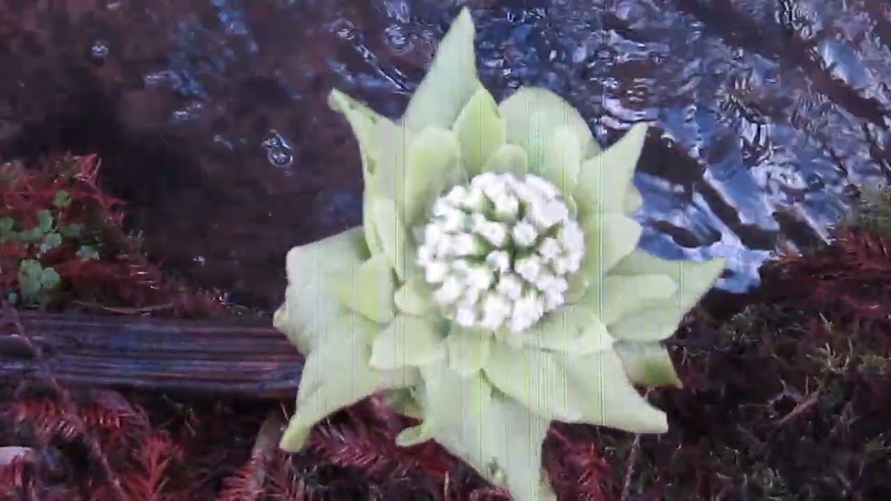 Пальмы Trachycarpus fortunei var. swampsonii после сильных зимних дождей