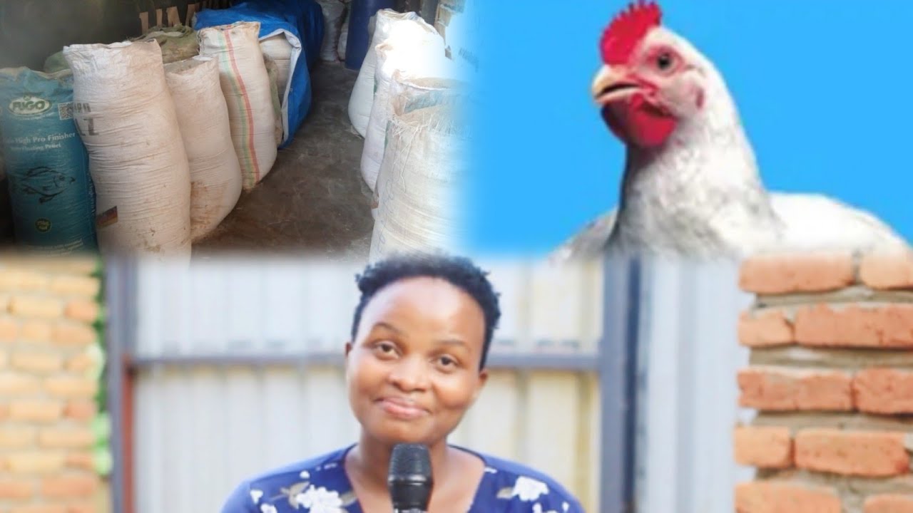 Ikorere ibiryo by'inkoko z'Inyama #bizaguha umusaruro vuba#ntuzongere guhendwa#