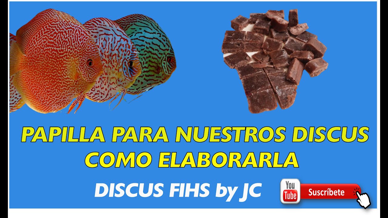 COMO HACER PAPILLA PARA  PECES DISCUS