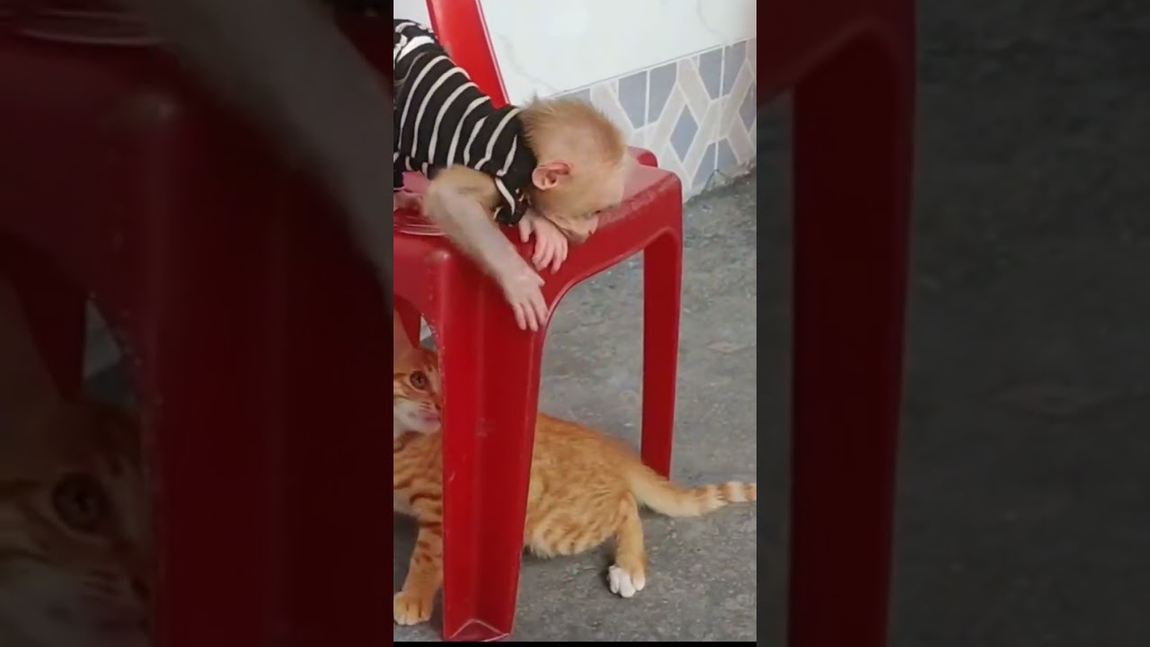 Funny kitten and baby Monkey 