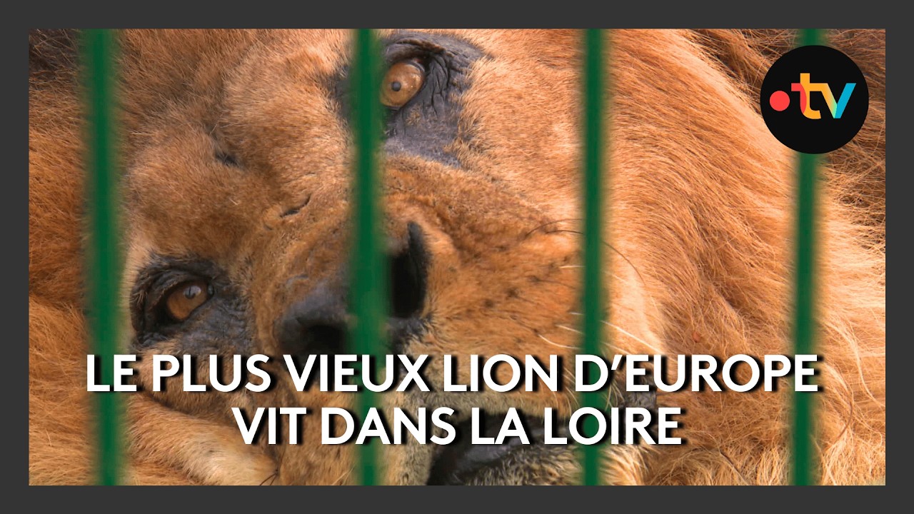 Le plus vieux lion d’europe vit dans la Loire